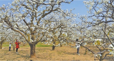 【旅游资讯-图片】中国·宁陵第十七届梨花节和第四届桃花节3月22日开幕