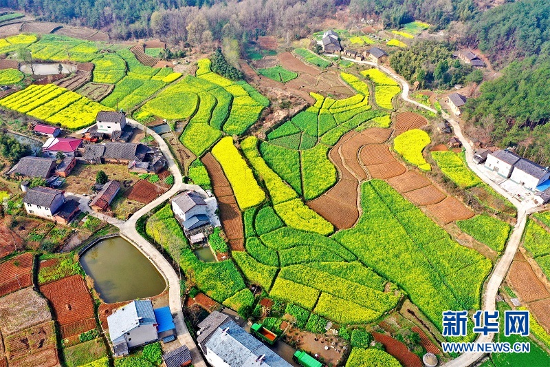 湖北宜昌：油菜花开 瞰春如画