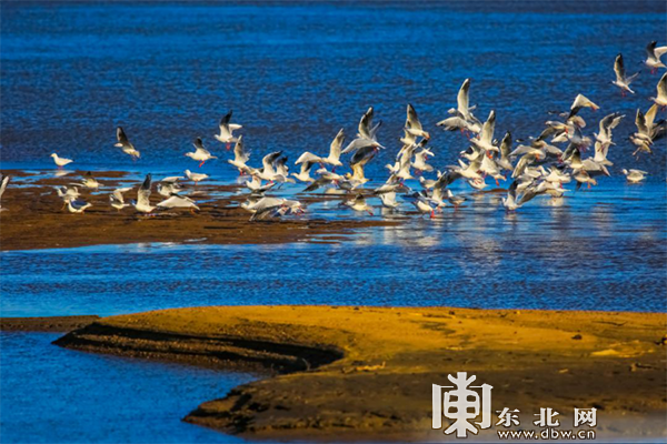 龙江春季观鸟地图：追寻空中精灵一同叫醒春天