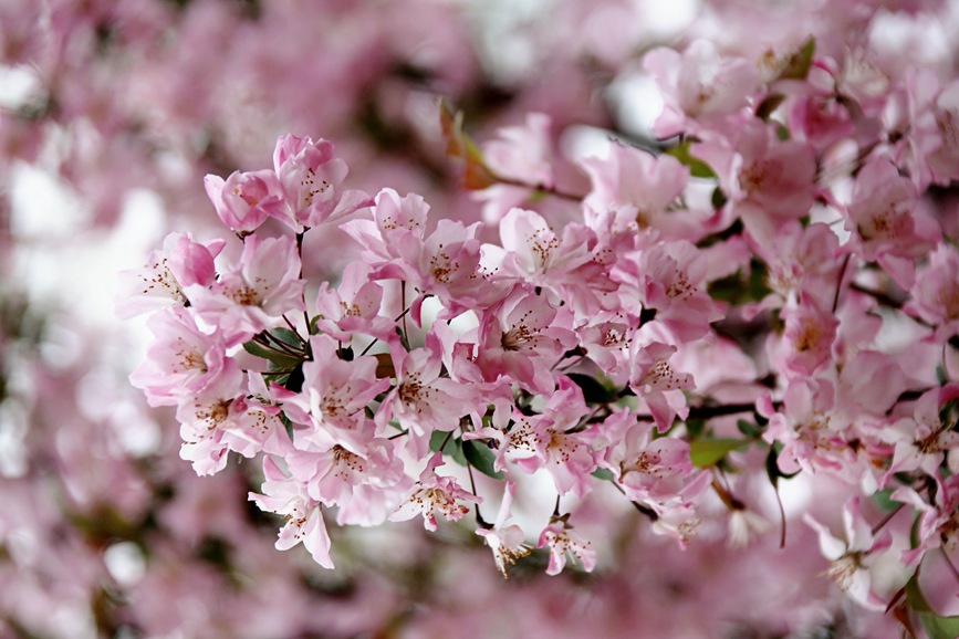 【城市远洋】洛阳嵩县：待到春花烂漫时