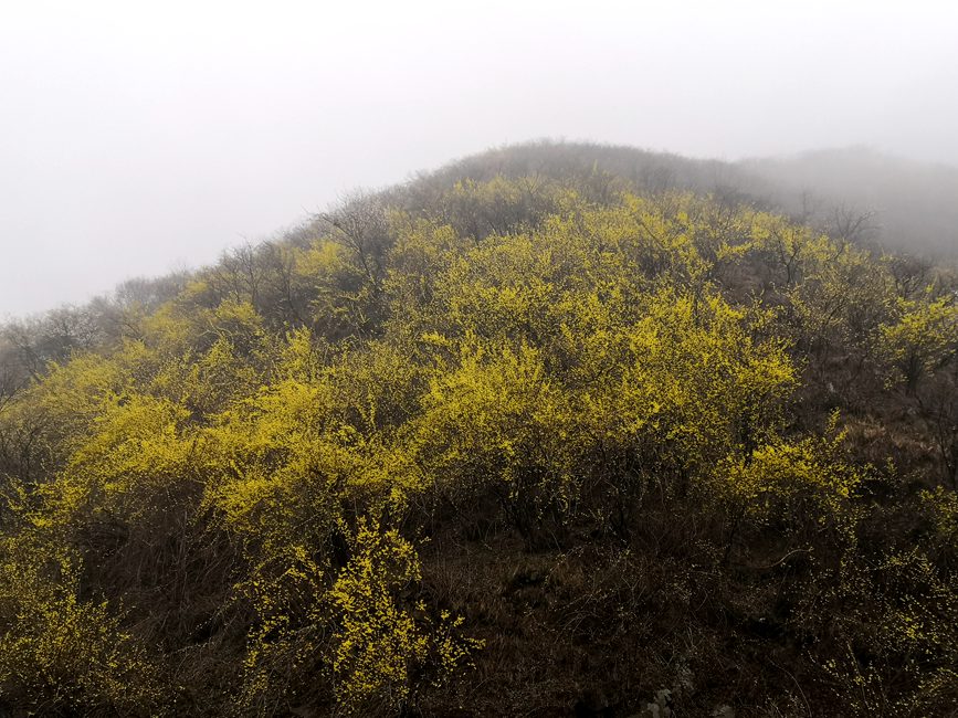 【城市远洋】洛阳嵩县：待到春花烂漫时