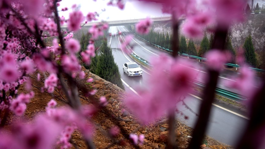 【城市远洋】洛阳嵩县：待到春花烂漫时