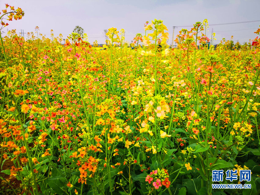 武汉江夏：七彩油菜花上线 游人乐享好春光