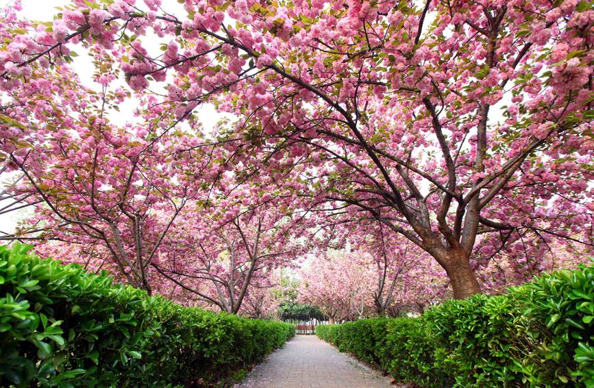 【城市远洋】洛阳嵩县：待到春花烂漫时