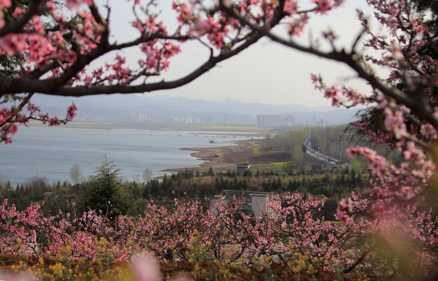 【城市远洋】洛阳嵩县：待到春花烂漫时