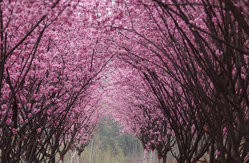 【城市远洋】洛阳嵩县：待到春花烂漫时