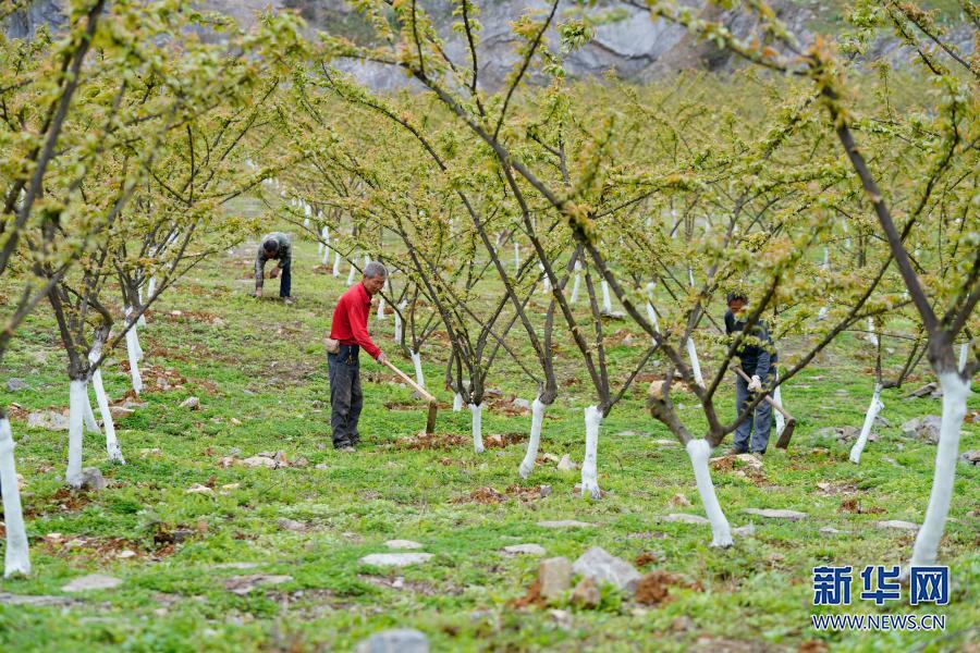 【城市远洋】重庆北碚：废弃矿山生态修复变果园