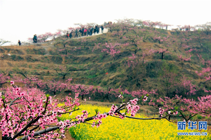 【城市远洋】【焦点图-大图】【移动端-轮播图】河南鲁山：春意浓浓桃花开