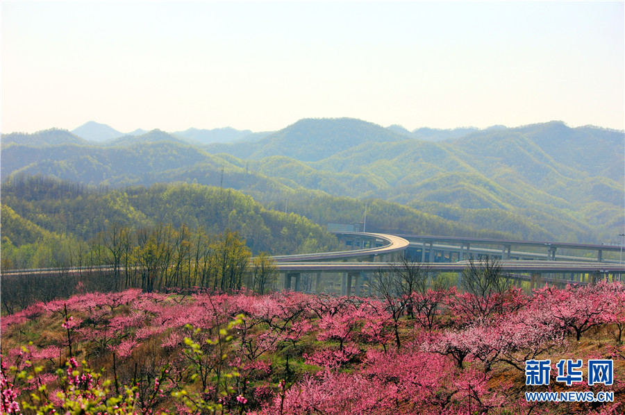 【城市远洋】【焦点图-大图】【移动端-轮播图】河南鲁山：春意浓浓桃花开