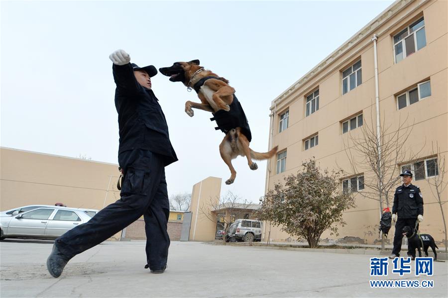 警犬“年训”备春运(高清组图)