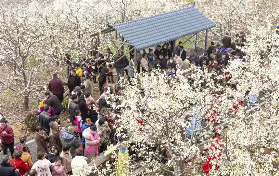 梨花乡里话丰年 平顶山市鲁山县首届酥梨文化节开幕