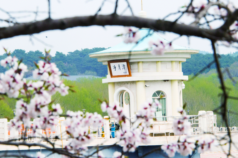 城区桃杏芳菲尽 长春净月潭花正艳