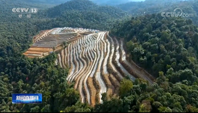 西藏林芝：发展种茶业 助力村民脱贫