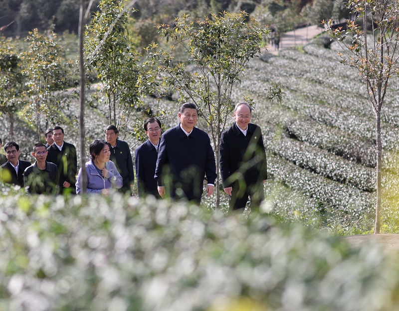 习近平察看武夷山春茶长势：把茶文化、茶产业、茶科技这篇文章做好