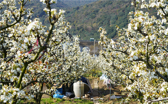 2021苏州树山梨花文化旅游节开幕_fororder_图片3