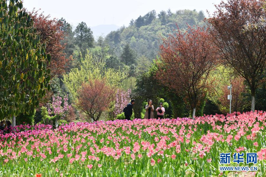 （中首）贵州龙里：龙架山花开引客来