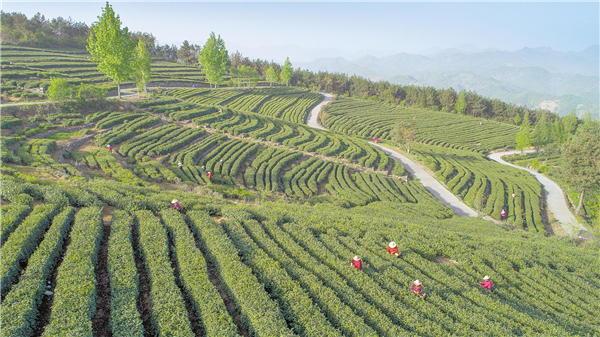 十堰茶叶香菇柑橘挤进海外细分市场_fororder_01