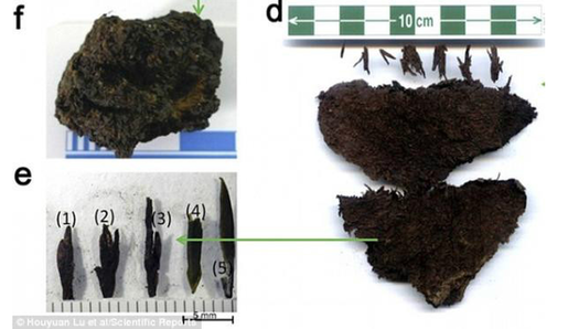 陕西发现世界现存最早茶叶 并非饮品或为药品