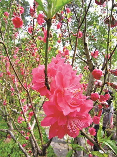 春暖花开三月三 文化旅游迎佳节