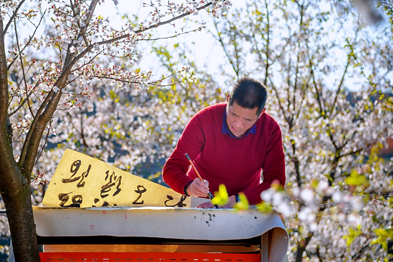 信阳商城：樱花开春意浓