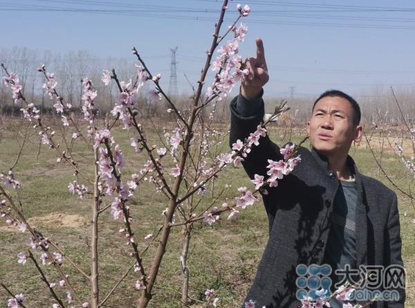 平顶山市鲁山县：沃野桃花绘蓝图 乡村振兴奏乐章