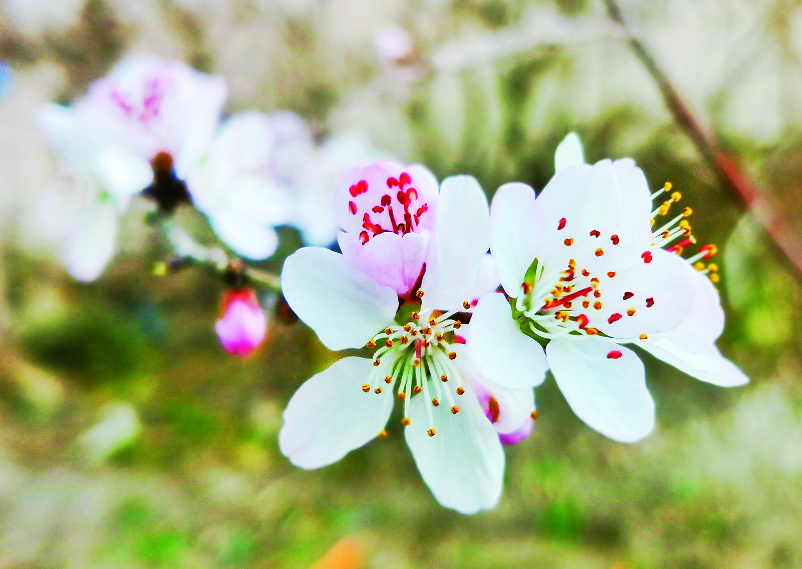 长春市内桃花绽放