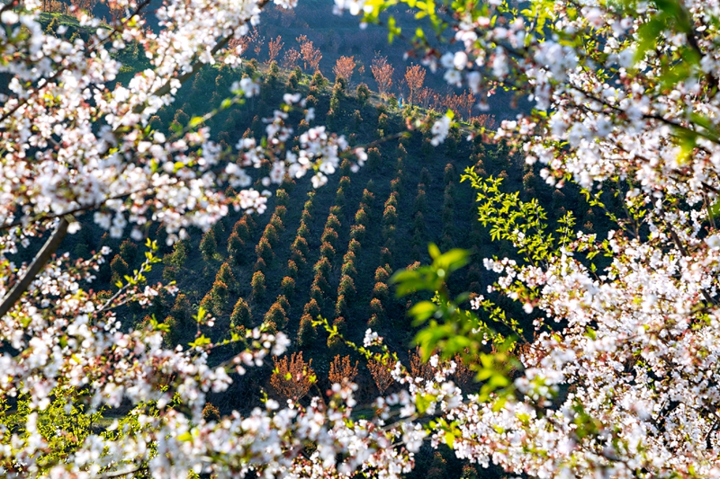 信阳商城：樱花开春意浓