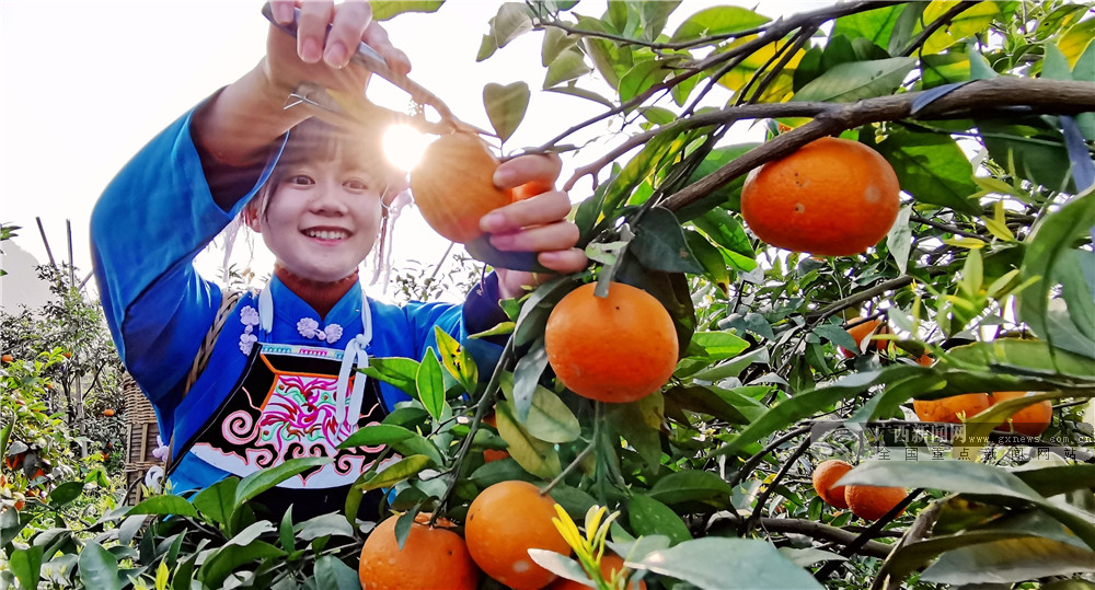 广西南丹：种植黄金果 带动乡村游