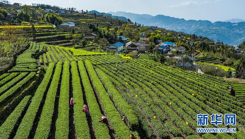 湖北秭归：万亩茶园吐新绿 茶农抢采“明前茶”