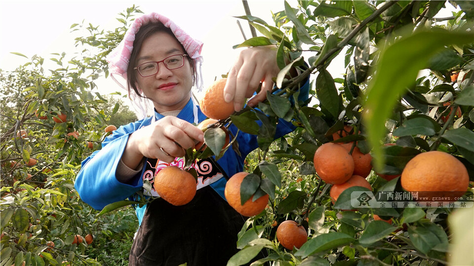 广西南丹：种植黄金果 带动乡村游