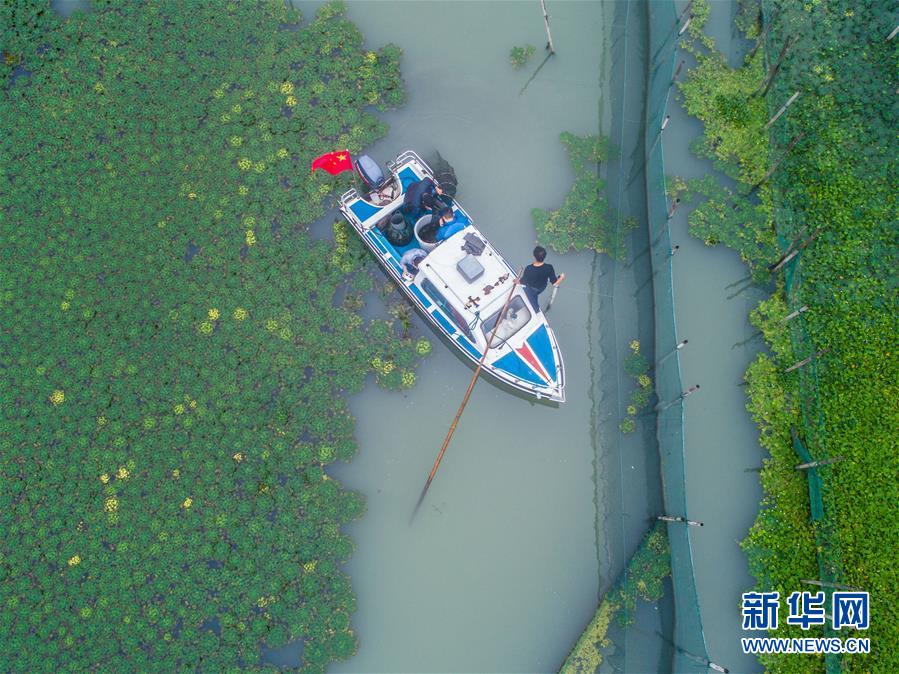 太湖“水上牧场”开启丰收季