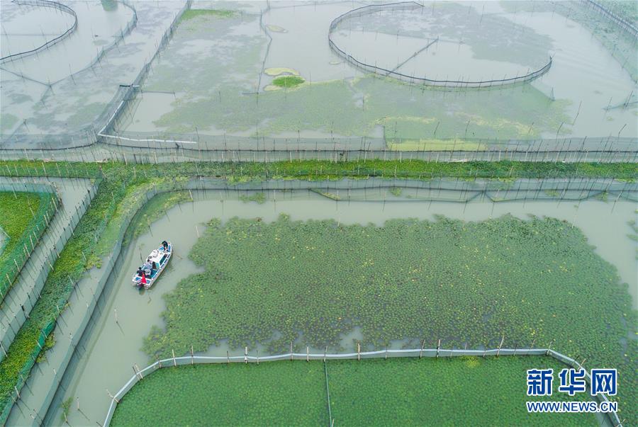 太湖“水上牧场”开启丰收季