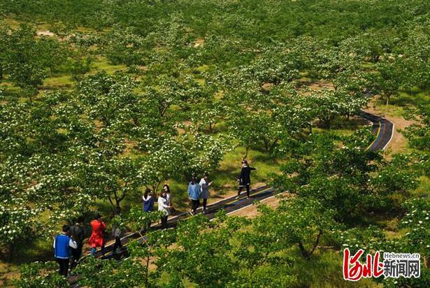 不负繁花不负春！河北这59条“春观花”休闲农业线路邀您来打卡