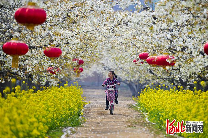 不负繁花不负春！河北这59条“春观花”休闲农业线路邀您来打卡