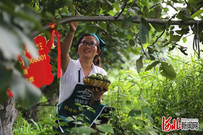 不负繁花不负春！河北这59条“春观花”休闲农业线路邀您来打卡