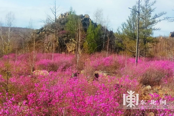 黑河孙吴县发现500公顷原生态野生兴安杜鹃