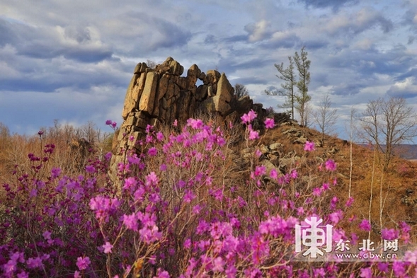 黑河孙吴县发现500公顷原生态野生兴安杜鹃