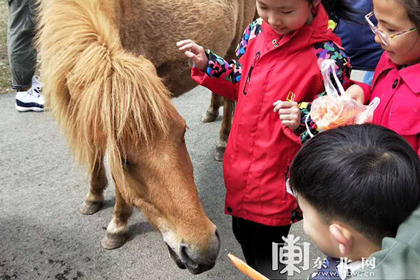 看国宝赏春雪喂麋鹿 “五一”假期龙江森工集团各景区待客忙