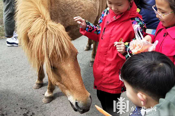 看国宝赏春雪喂麋鹿 “五一”假期龙江森工集团各景区待客忙