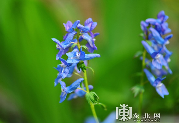 又到山花烂漫时