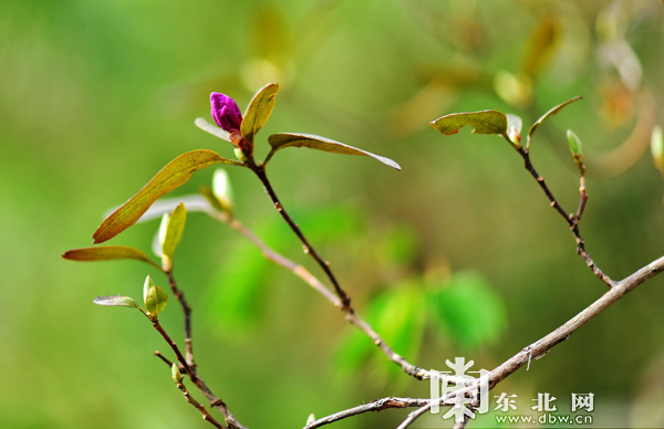 又到山花烂漫时