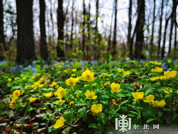 又到山花烂漫时