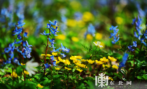 又到山花烂漫时