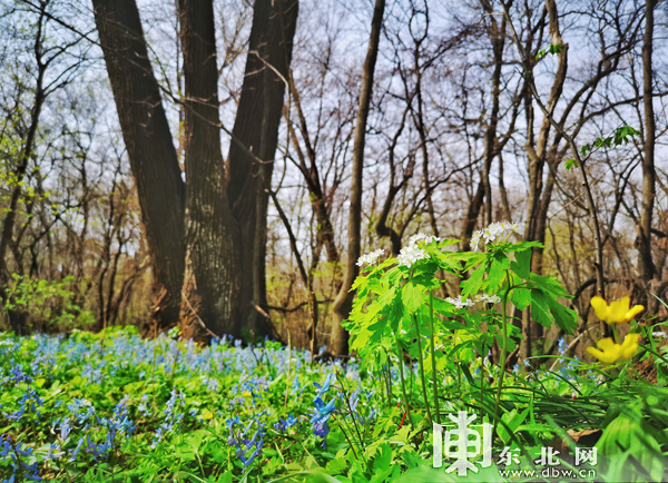 又到山花烂漫时