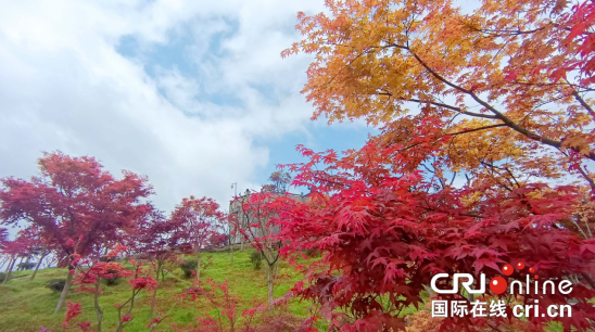 【原创】重庆巴南：五洲园红枫迎来最佳观赏期_fororder_微信图片_20210328154841