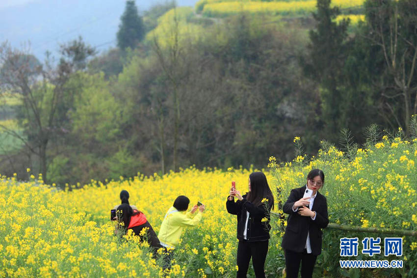 花开牛洞坪 湖北巴东梯田花海风景如画