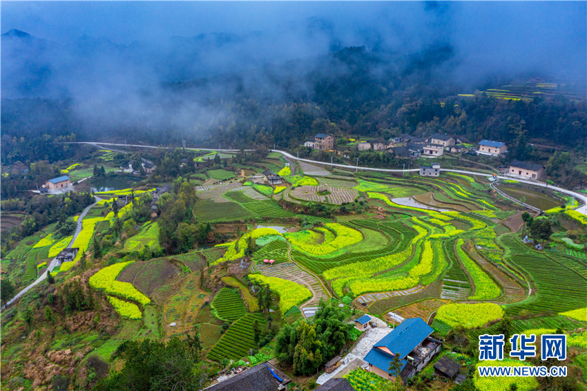 花开牛洞坪 湖北巴东梯田花海风景如画