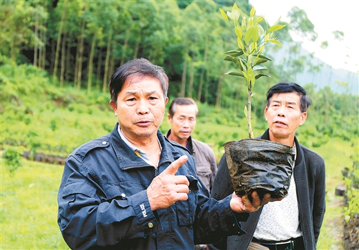 柳州：满山翠绿待黄时