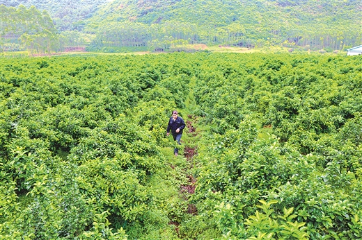 柳州：满山翠绿待黄时