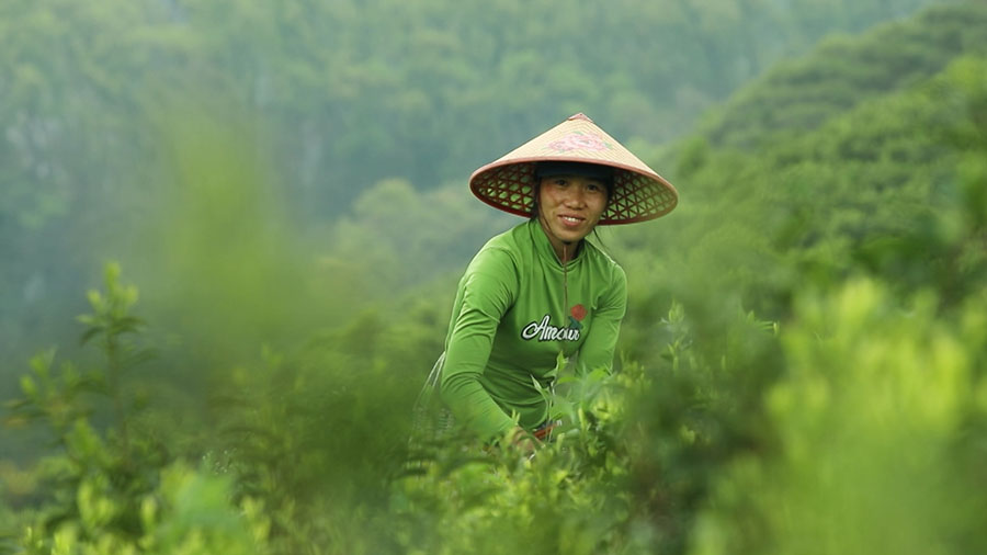 春风十里，春茶吐绿